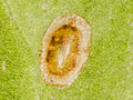 Coccus hesperidum
